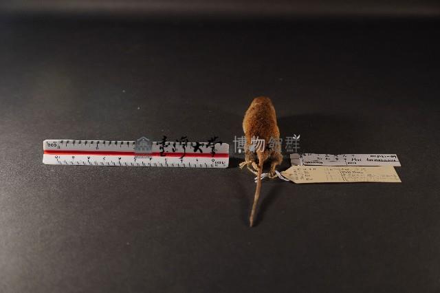 月鼠藏品圖，第4張