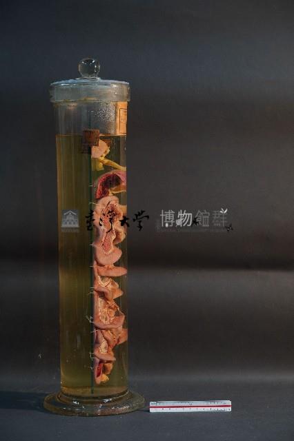 貓之消化系統解剖藏品圖，第4張