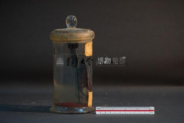 土蚌藏品圖，第4張