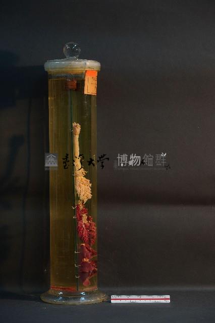 貓之呼吸器官/ 肺臟(貓) (解剖色素注射)藏品圖，第4張