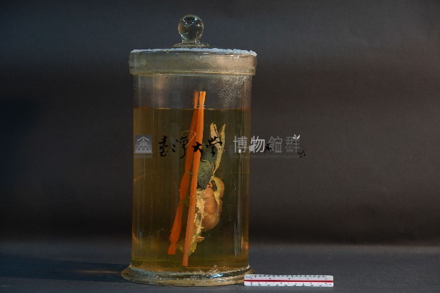 哺乳類胃及肝藏品圖，第4張