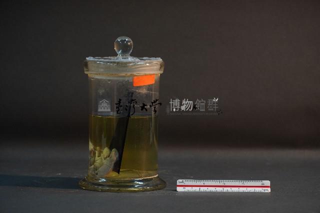 嚙齒類胎兒藏品圖，第4張