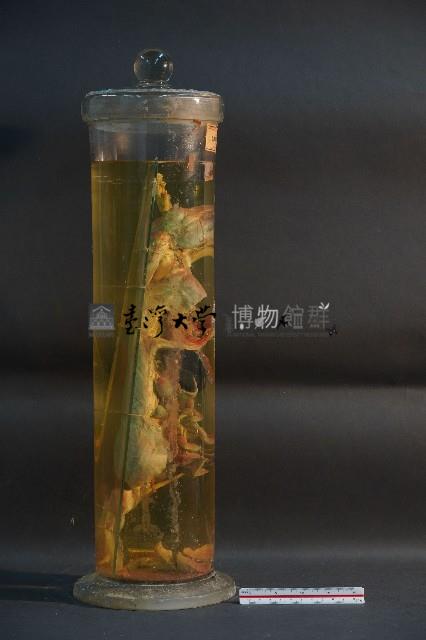 血液循環系統標本(兔) (解剖色素注射)藏品圖，第4張