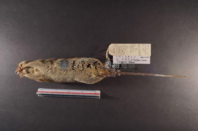 小黃腹鼠藏品圖，第7張