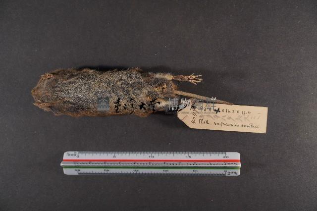 史密斯絨鼠藏品圖，第7張