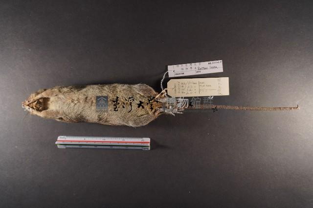 小黃腹鼠藏品圖，第7張