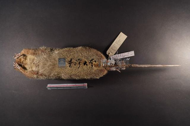 鬼鼠藏品圖，第7張