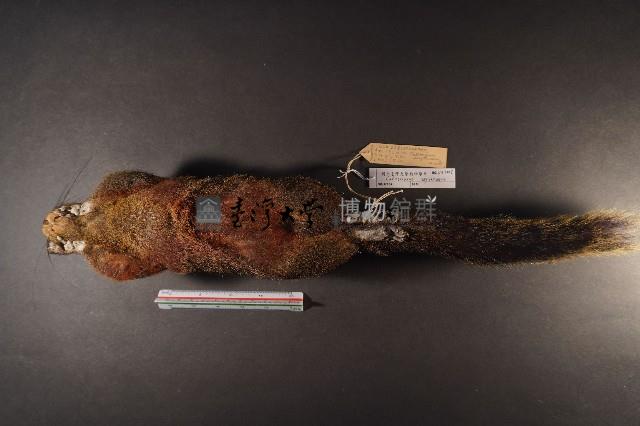 赤腹松鼠藏品圖，第7張