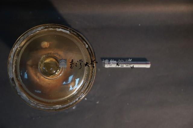 狐蝠藏品圖，第5張