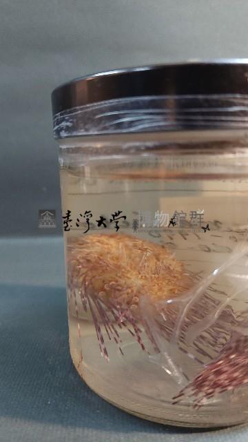 刺冠海膽藏品圖，第5張