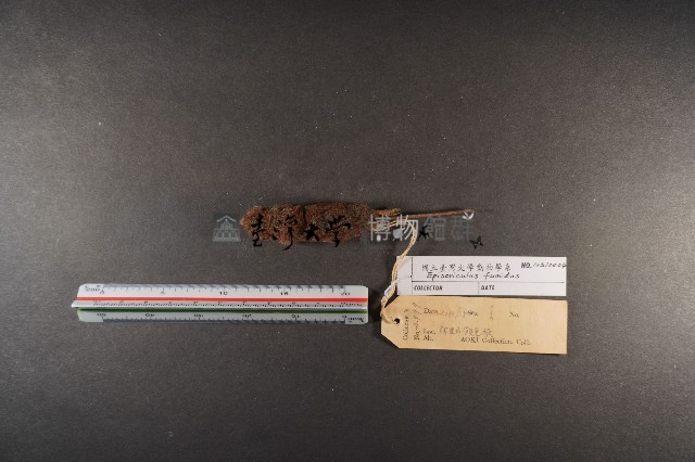 臺灣煙尖鼠藏品圖，第5張