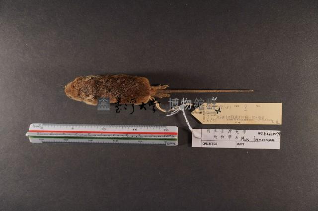 月鼠藏品圖，第5張