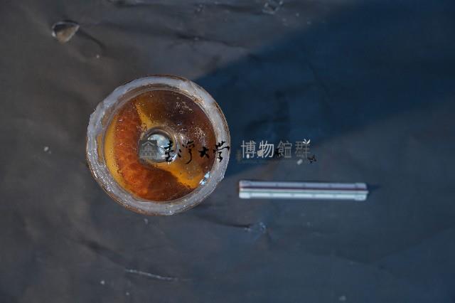 臺灣穿山甲藏品圖，第5張