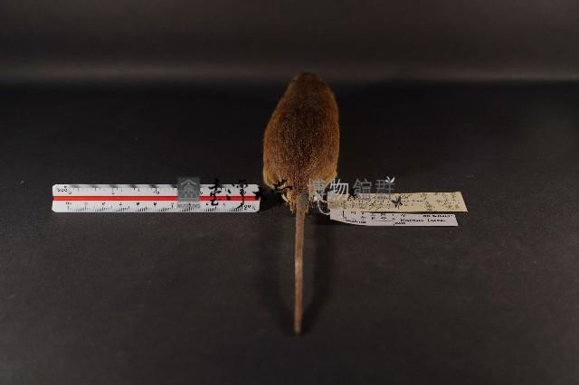 小黃腹鼠藏品圖，第5張