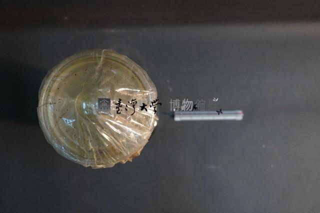 腎臟剖面(豬)藏品圖，第5張