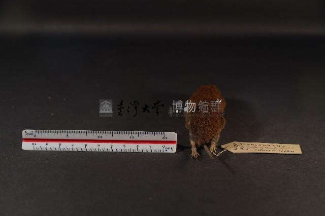 史密斯絨鼠藏品圖，第5張