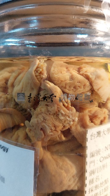 羽狀海葵藏品圖，第5張