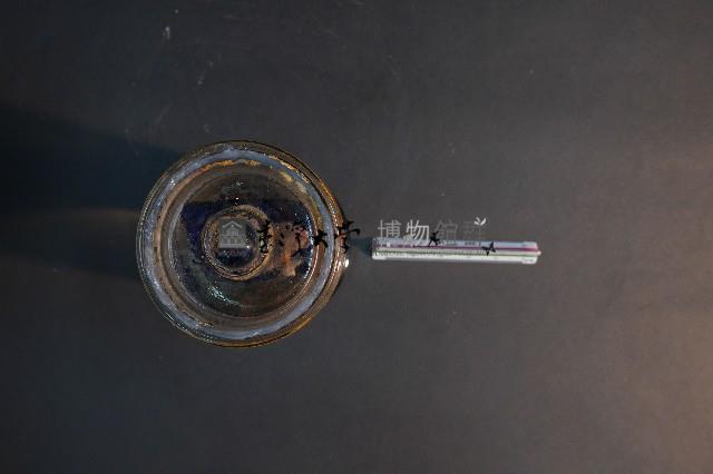 臺灣穿山甲的胎兒在母體內發育過程-2藏品圖，第5張