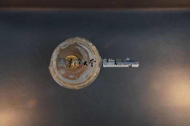 哺乳類的泌尿生殖系統藏品圖，第5張