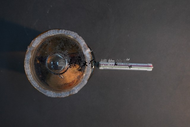 臺灣穿山甲的胚胎藏品圖，第5張