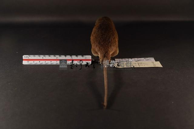 小黃腹鼠藏品圖，第5張