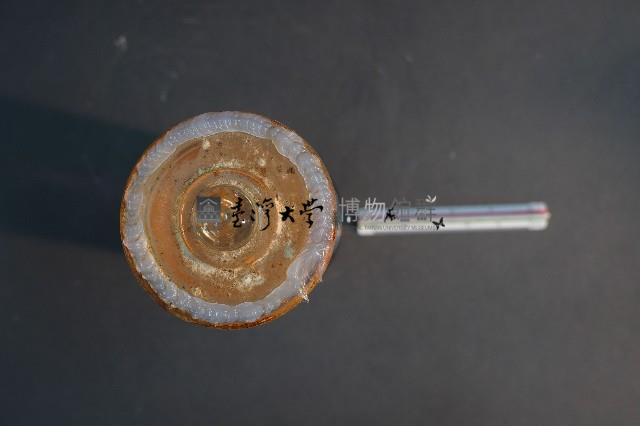 豬的胚胎藏品圖，第5張