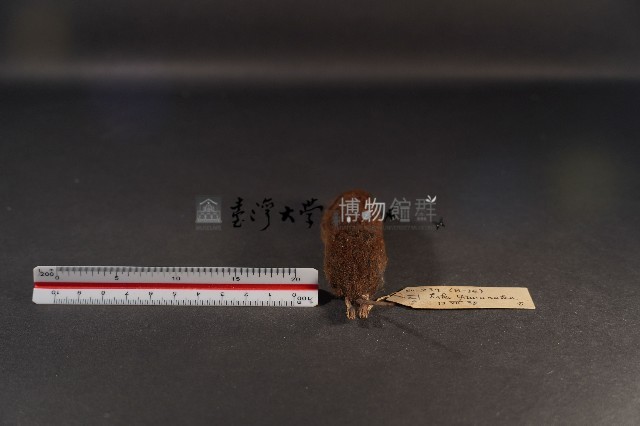史密斯絨鼠藏品圖，第5張