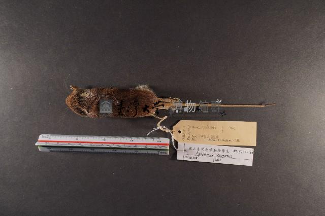 臺灣森鼠藏品圖，第5張