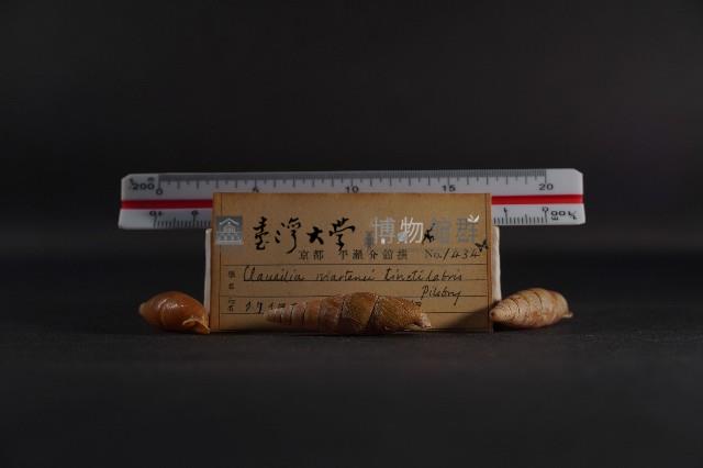 煙管螺藏品圖，第5張