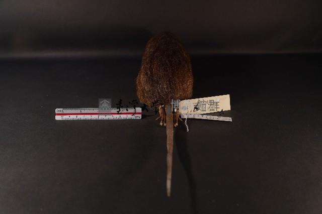 鬼鼠藏品圖，第5張