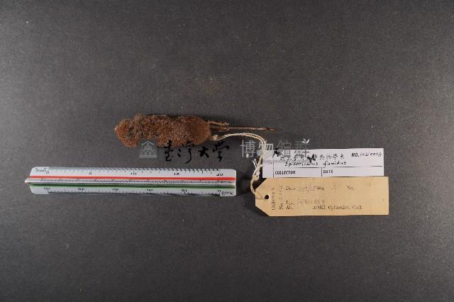 臺灣煙尖鼠藏品圖，第5張