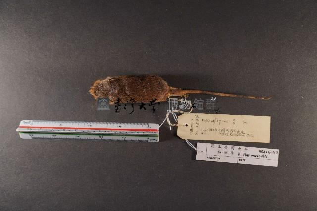 小家鼠藏品圖，第5張