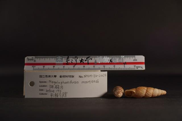 煙管螺藏品圖，第5張