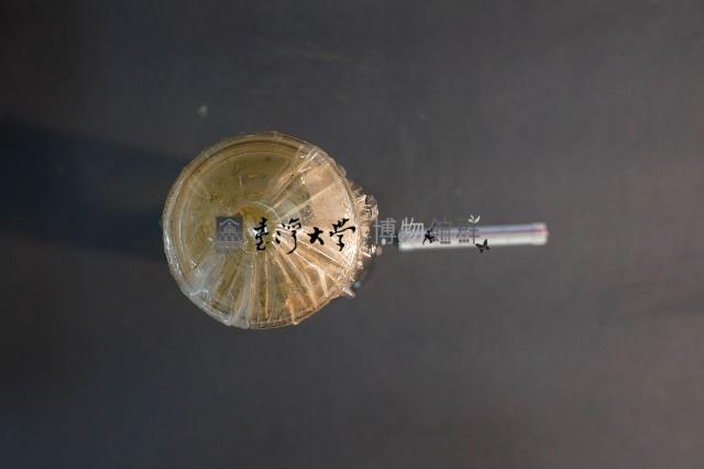 貓的前後腿肌肉藏品圖，第5張