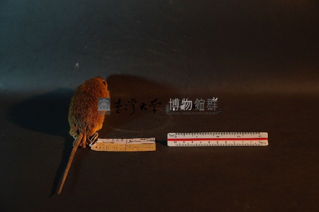 小黃腹鼠藏品圖，第5張