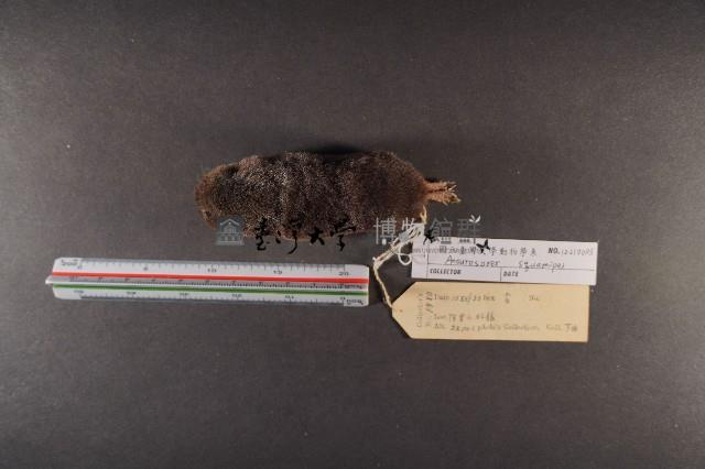 山階氏鼩鼱藏品圖，第5張