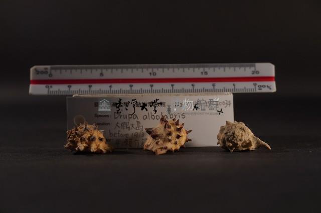 白齒岩螺藏品圖，第5張