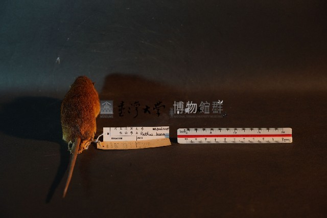 小黃腹鼠藏品圖，第5張
