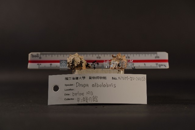 白齒岩螺藏品圖，第5張