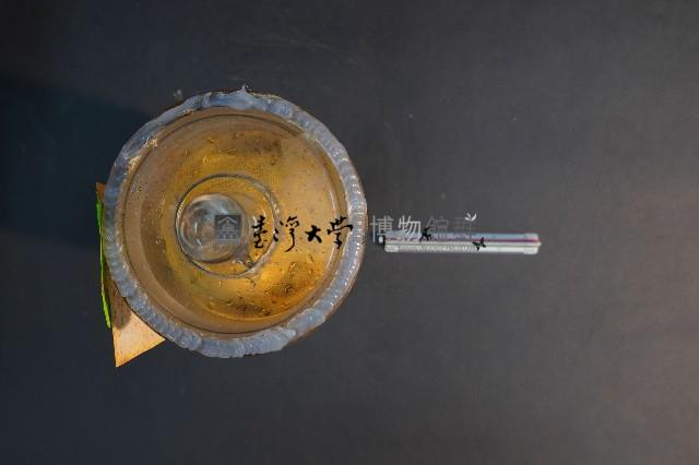 鹿的胎兒藏品圖，第5張