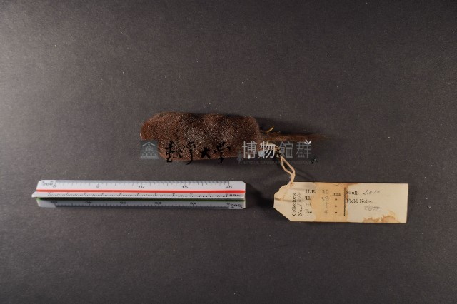 日本鼩鼴藏品圖，第5張