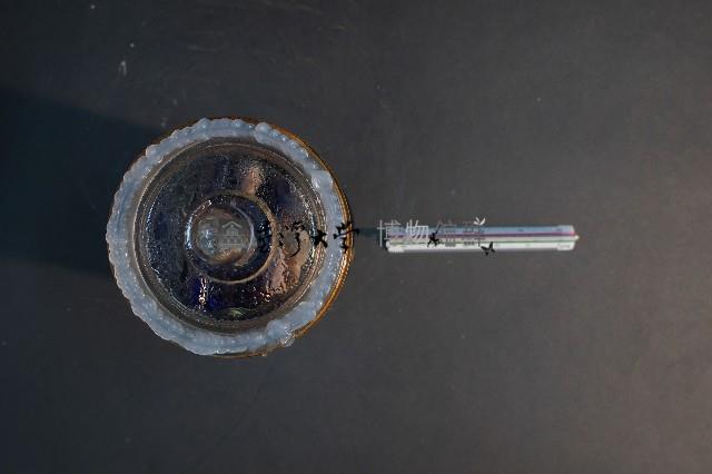 臺灣穿山甲的胎兒在母體內發育過程藏品圖，第5張