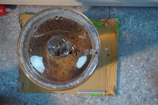 哺乳類的內部器官藏品圖，第5張