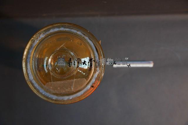 豚及貓之排泄器官藏品圖，第5張