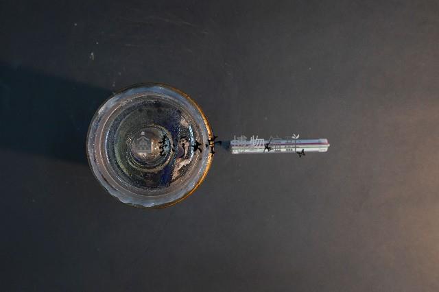 哺乳類的子宮與胚胎藏品圖，第5張