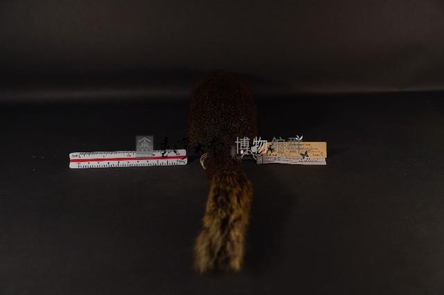 赤腹松鼠藏品圖，第5張