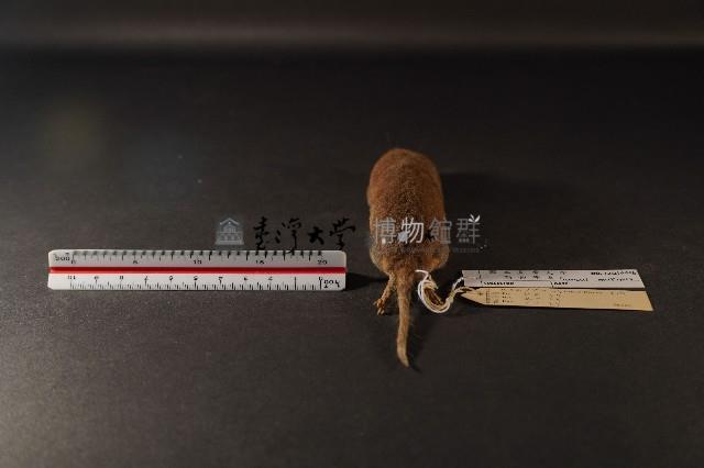 臭鼩藏品圖，第5張