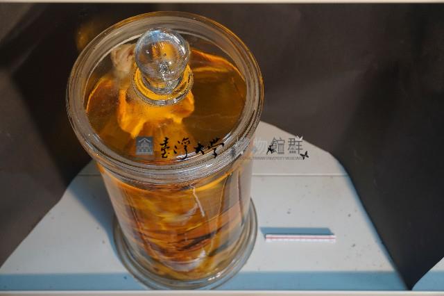 兔的解剖藏品圖，第5張