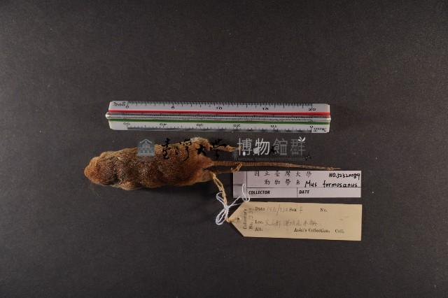 月鼠藏品圖，第5張