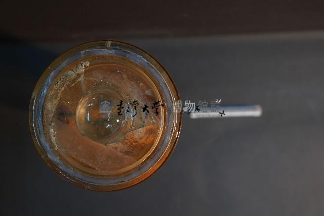 貓之呼吸器官/ 肺臟(貓) (解剖色素注射)藏品圖，第5張